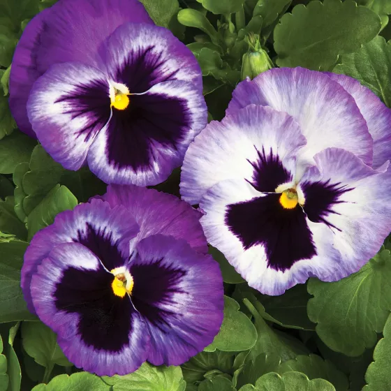 Colossus® Lavender Surprise