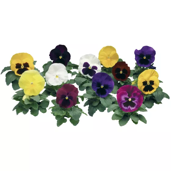 Colossus® All Colors Mix