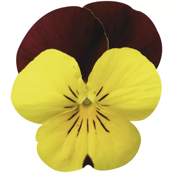 Endurio® Yellow with Red Wing
