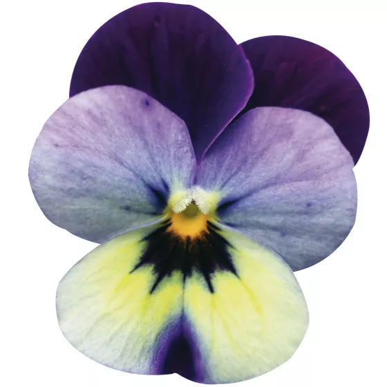 Endurio® Blue Yellow with Purple Wing