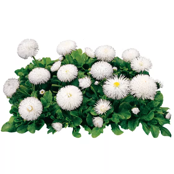Habanera White