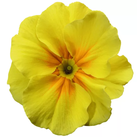 Tiara Golden Yellow