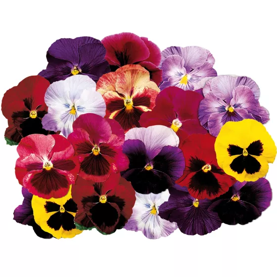 Delta® Fruits of the Forest | Syngenta Flowers
