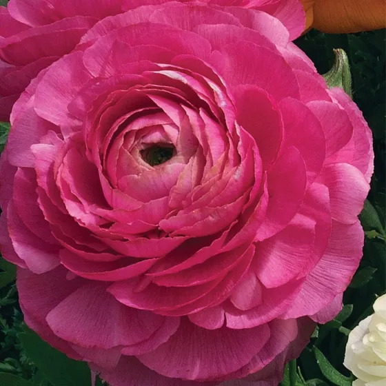 Magic Rose