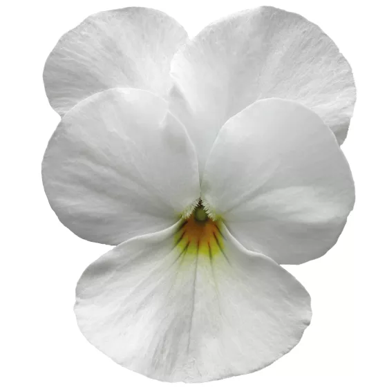 Deltini White