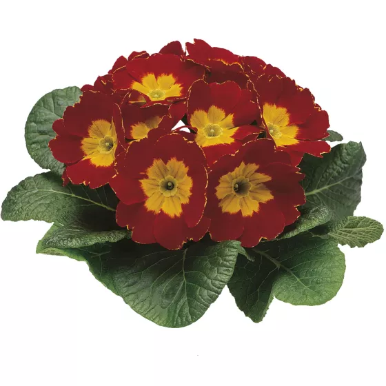 Trento Red