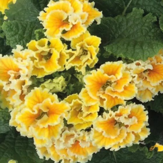 Sirococco Yellow