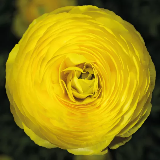 Magic Yellow