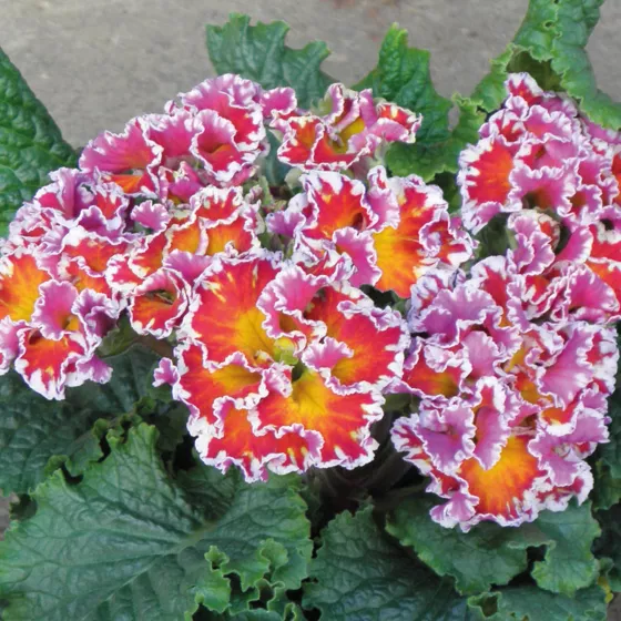 Sirococco Red Flame
