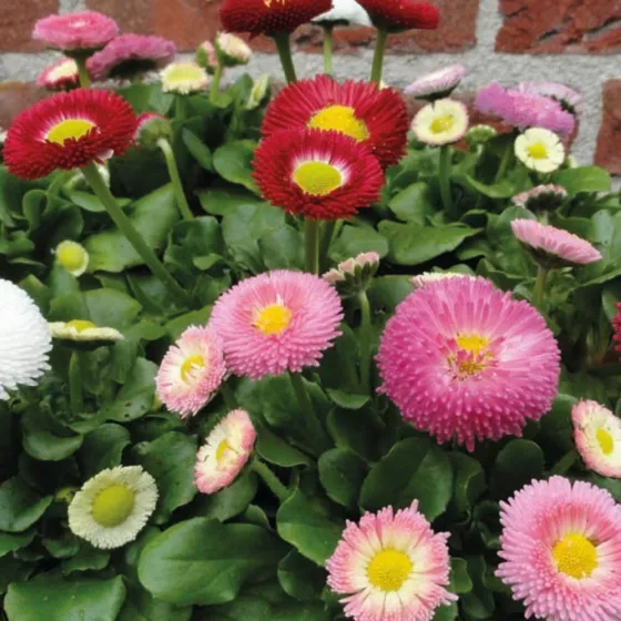 BellaDaisy Mix