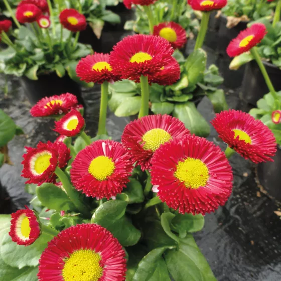 BellaDaisy Red