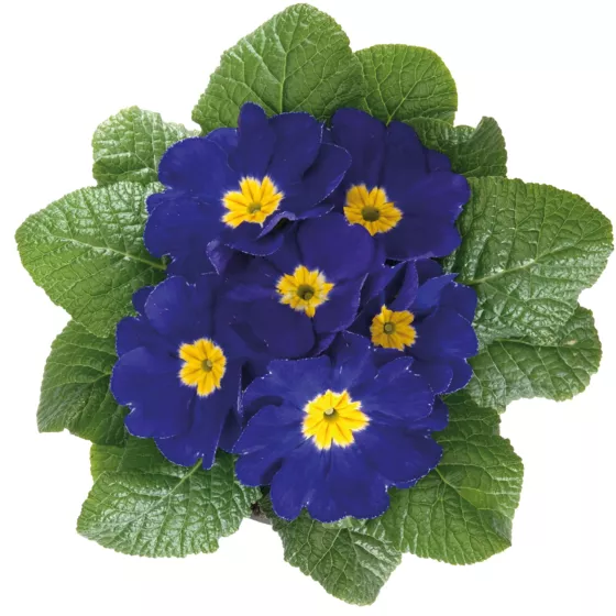 Mitra Late Blue