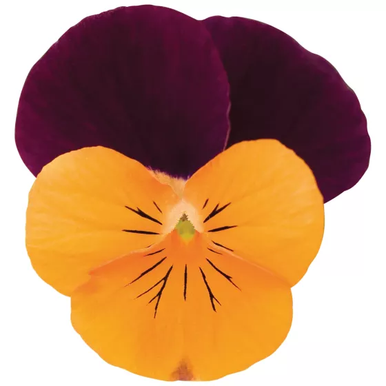 Rocky Orange with Purple Wing