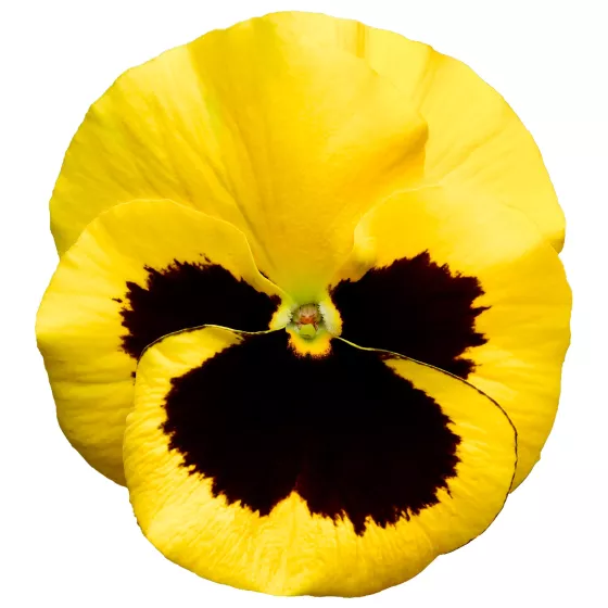 Delta® Pro Yellow with Blotch
