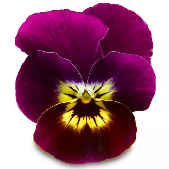 Rocky Violet Tiger Face