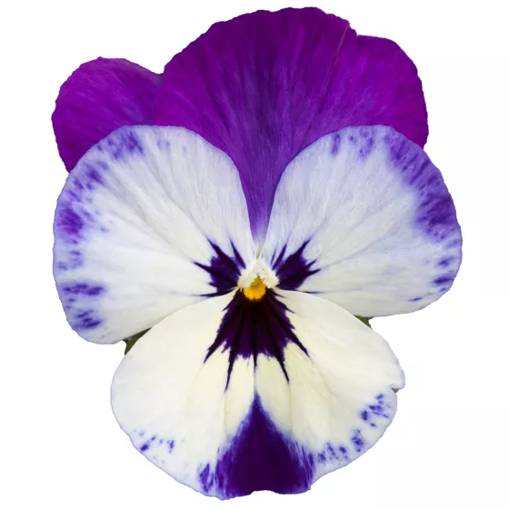 Freefall XL Purple Face