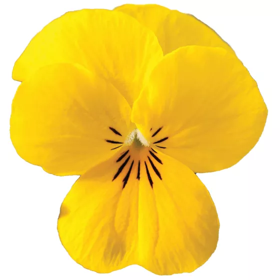 Rocky Yellow
