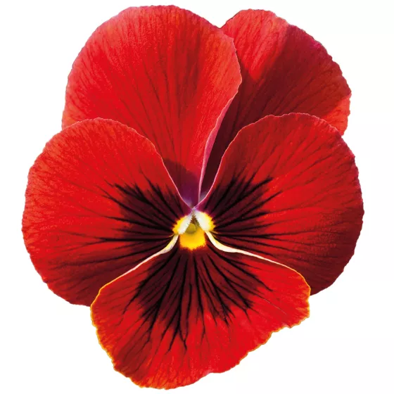 Freefall XL Scarlet Blotch