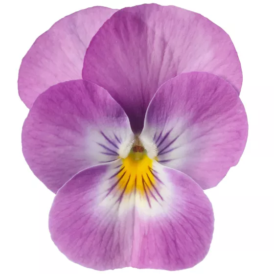 Deltini Lavender Pink Face