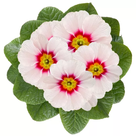 Mitra Late Appleblossum