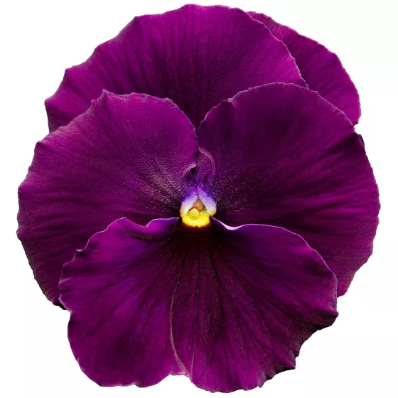 Delta® Pro Clear Violet