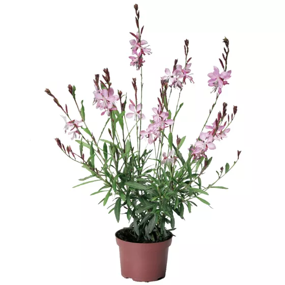 Geyser® Pink