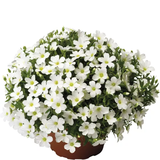 Summer White