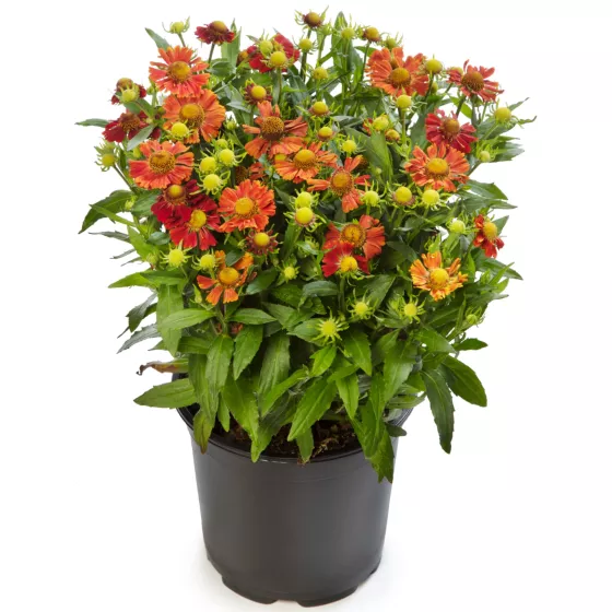 HayDay Red
