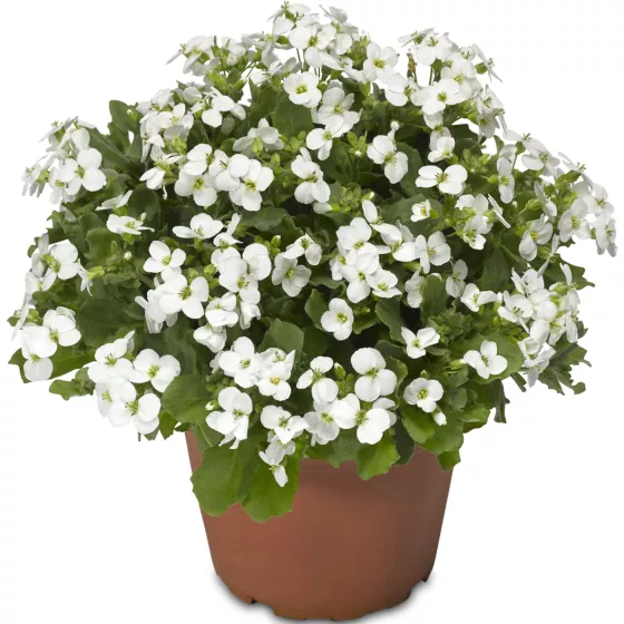 Little Treasure White