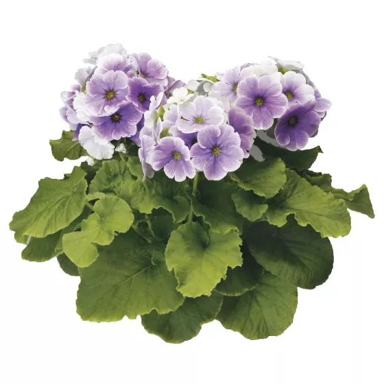 Embrace Blue Picotee
