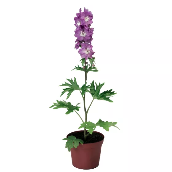 Excalibur Lilac Rose White Bee | Syngenta Flowers