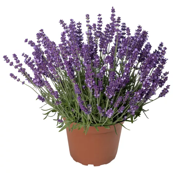 Aromatico Evolution