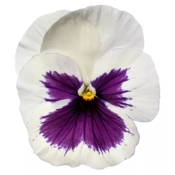 Delta® Pro White with Blotch