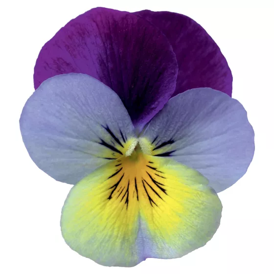 Deltini Blue Purple Wing