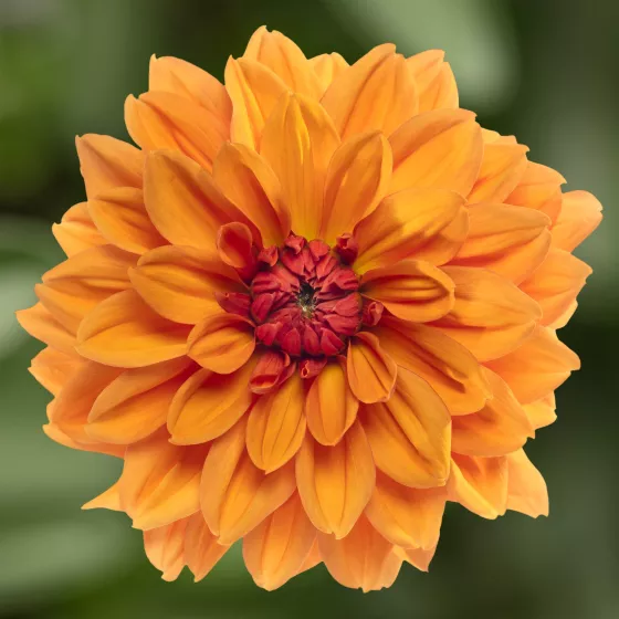 Sincerity Bronze Orange