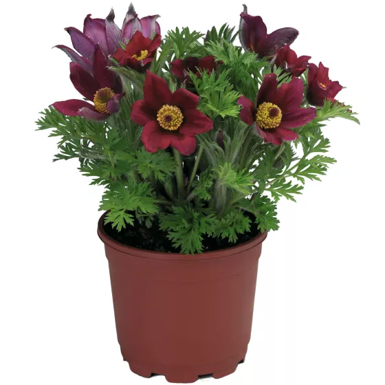 Pinwheel Dark Red Shades