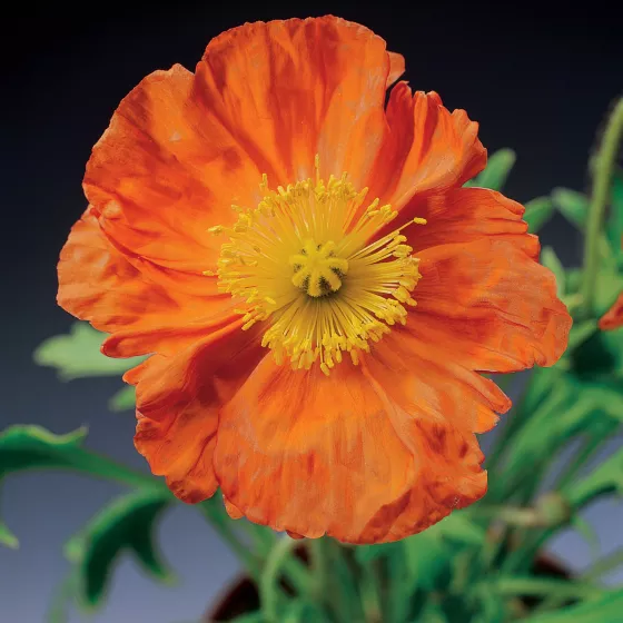Pulchinella Orange