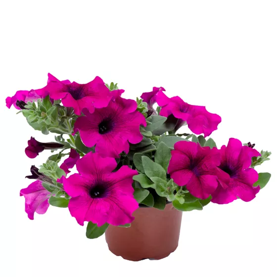 Sanguna® Mega Purple