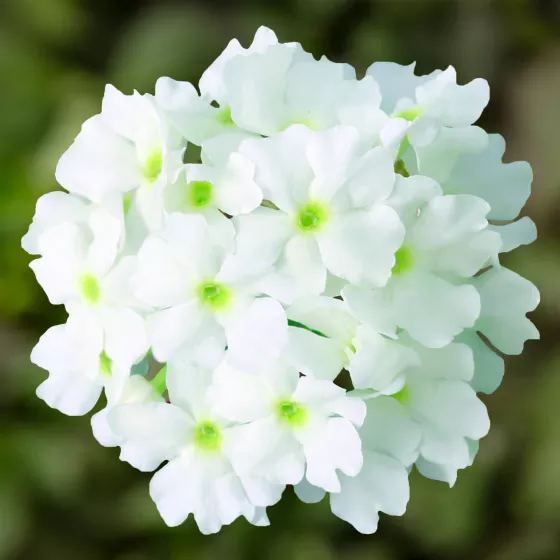 Lanai® Compact White | Syngenta Flowers