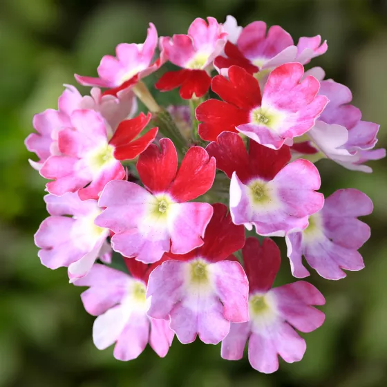 Lanai® Twister Burgundy | Syngenta Flowers