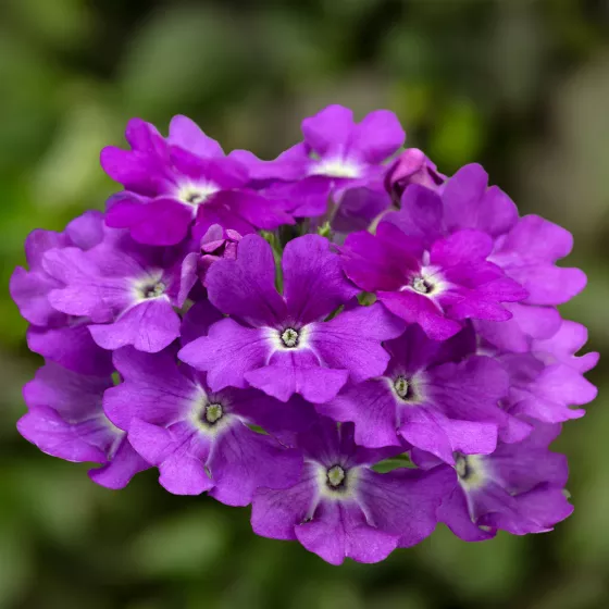Lanai® Up Purple | Syngenta Flowers