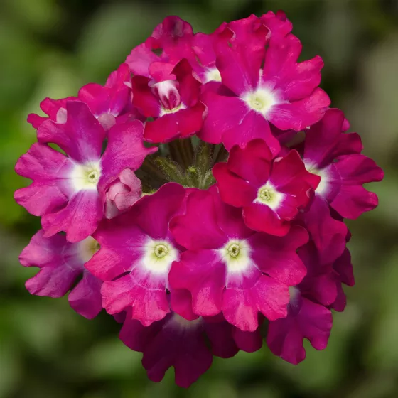 Lanai® Up Rose with Eye | Syngenta Flowers