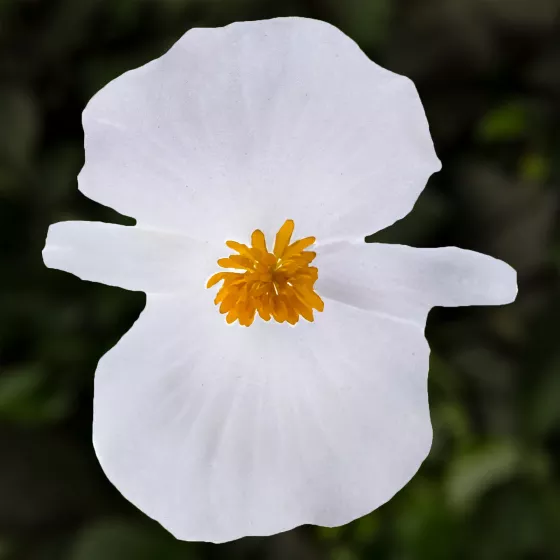 Eureka White