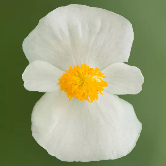 Tophat White