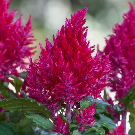 Bright Sparks Burgundy