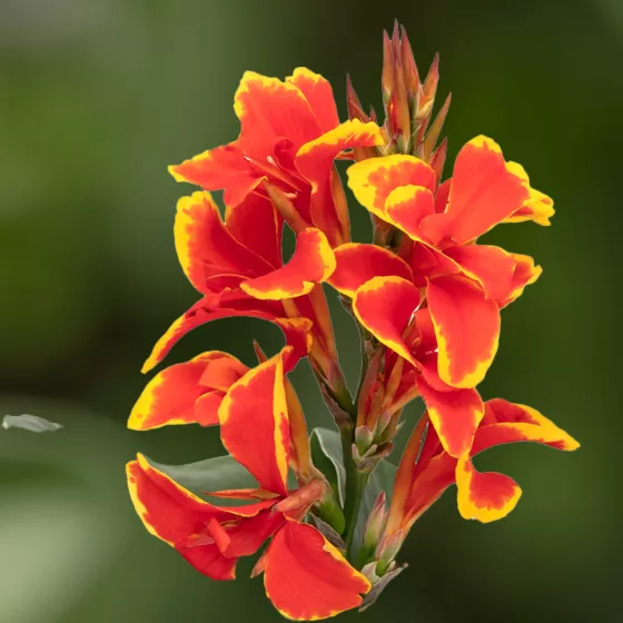 Cannova Red Golden Flame