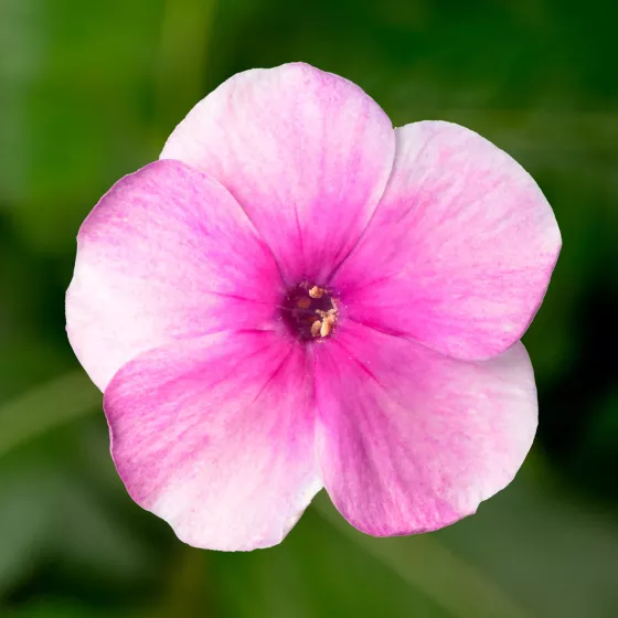 Flatscreen Pink with Eye | Syngenta Flowers