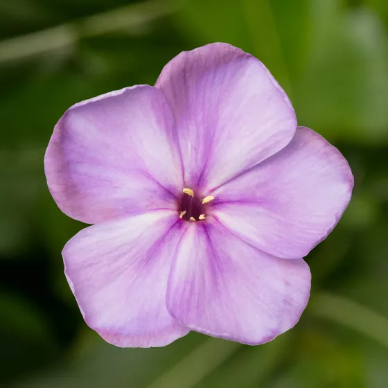 Flatscreen Lilac | Syngenta Flowers