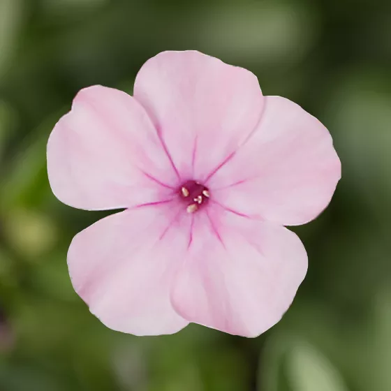 Flatscreen Light Pink Dark eye