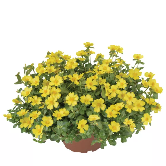 Pazzaz Nano Yellow